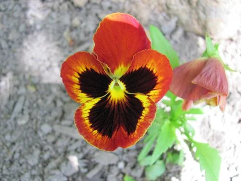 Orange ringed flower 스톡 사진