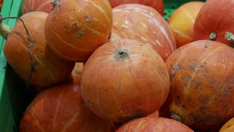 Orange ripe pumpkins on the store counter on the eve of Halloween. Stock-Footage 218473924