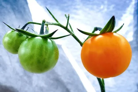 Orange ripe tomatoes Stock Photos