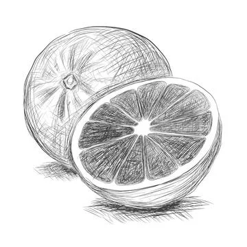 Orange Ripe vector orange on white background Copyright: xZoonar.com/Serge... Foto stock