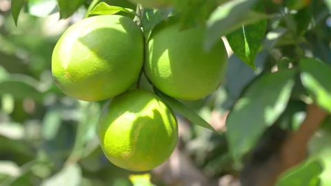 Orange ripening on a tree in 4k slow motion 60fps Stock Footage 133111932