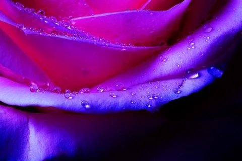 Orange rose background Stock Photos