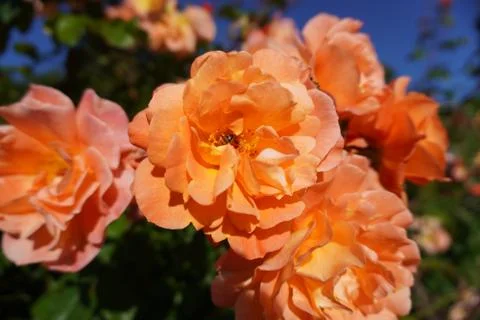 Orange Rose with Bee 스톡 사진