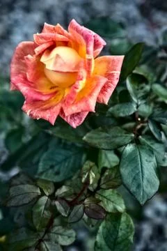 Orange rose in bloom on its stem Stock Photos