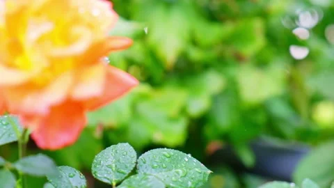 Orange rose bud not yet blossomed and blossomed. Growing shrub in the garden  Stock Footage 160670268