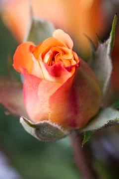 Orange rose bud Stock Photos
