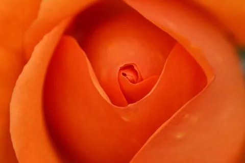 Orange rose bud Stock Photos