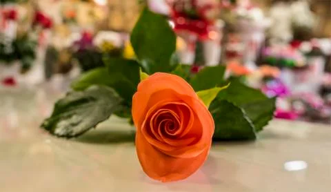 Orange rose bud Stock Photos