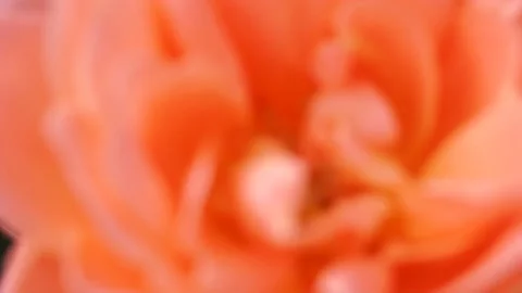 Orange Rose close up. 4k macro detail. Stock Footage 155332913