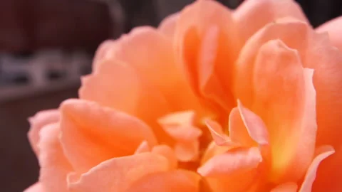 Orange Rose close up. 4k macro detail. Stock Footage 155333080