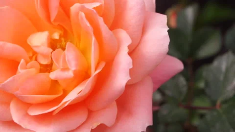 Orange Rose close up. 4k macro detail. Stock Footage 155334159