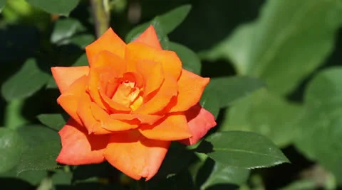 Orange rose close-up Stock Footage 24373403