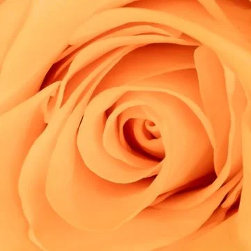 Orange rose close up Stock Photos