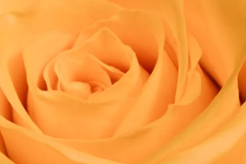 Orange rose close up Stock Photos