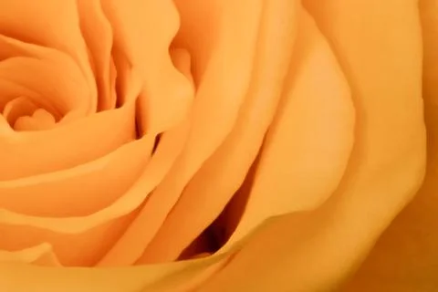 Orange rose close up Stock Photos