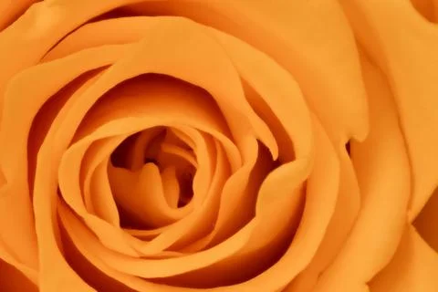 Orange rose close up Stock Photos