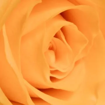 Orange rose close up Stock Photos