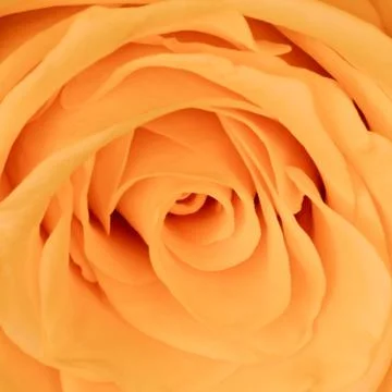 Orange rose close up Stock Photos