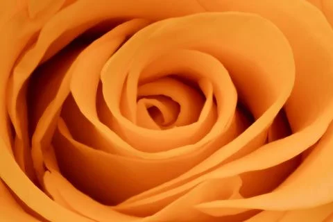 Orange rose close up Stock Photos