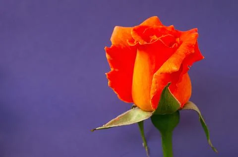 Orange rose close up view Stock Photos