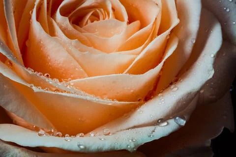 Orange rose closeup background Stock Photos