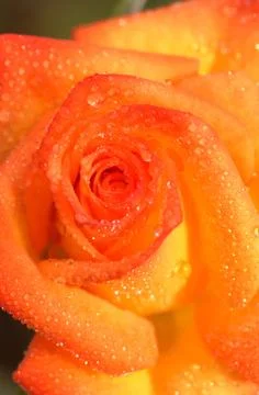 Orange rose closeup Stock Photos
