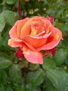 Orange rose with dew Stock Photos
