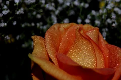 Orange rose with drops Stock Photos