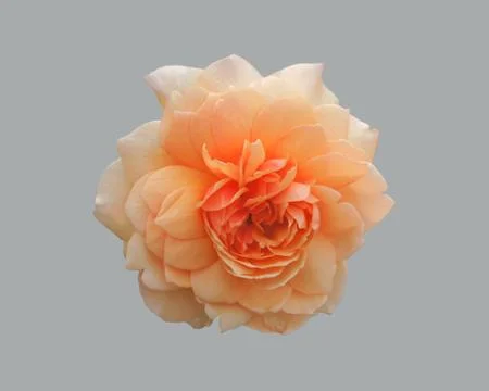 Orange rose flower. Stock Photos