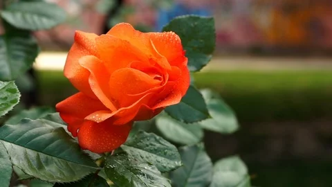 Orange Rose flower with raindrops. Closeup 動画素材 87809607