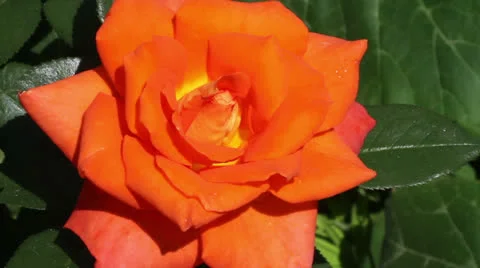 Orange rose Stock Footage 24373509