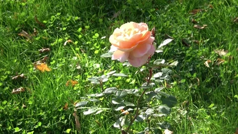 Orange rose in a garden Stock Footage 218448779