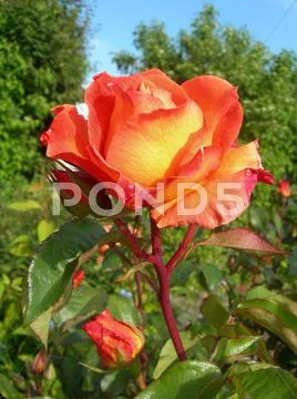 Orange rose in garden Stock Photos