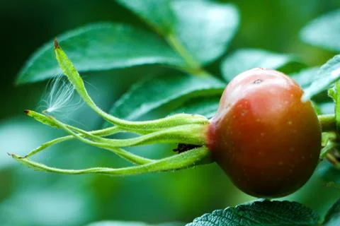 Orange Rose Hip Stock Photos