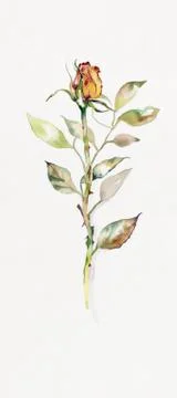 Orange Rose Stock Illustration