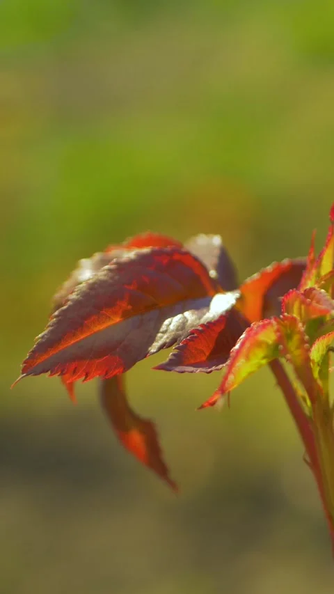 Orange rose leaves symbolize change Stock-Footage 344169031