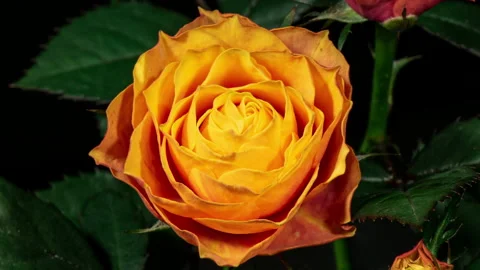 Những bông hoa hồng và vàng lung linh trên nền đen tạo nên một hình nền hoa đầy ấn tượng cho thiết bị của bạn. Đón xem hình ảnh này để tìm được sự yên bình và tươi vui trong cuộc sống.