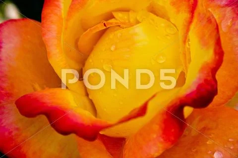 Orange rose orient expresse Stock Photos