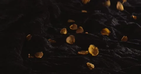 Orange Rose Petals Fall on Black Background 스톡 동영상 160130815