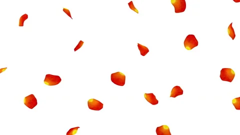 Orange rose petals flying isolated on white background Stock Footage 85906870