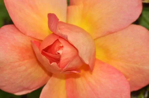 Orange rose petals Stock Photos