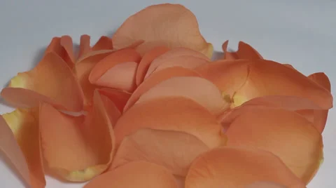 Orange rose petals turning Stock Footage 33691922