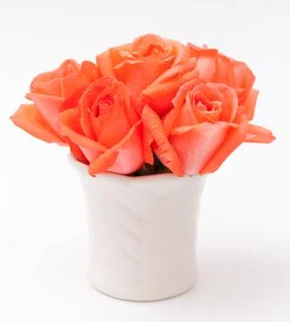 Orange rose Stock Photos