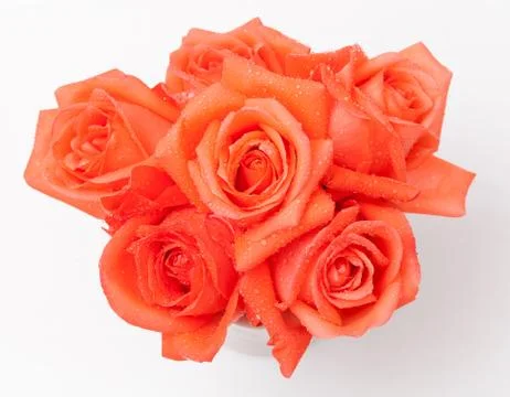 Orange rose Stock Photos