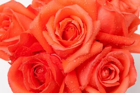 Orange rose Stock Photos