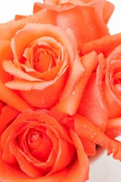 Orange rose Stock Photos