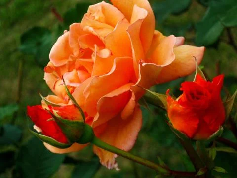 Orange Rose Stock Photos