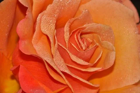 Orange rose Stock Photos