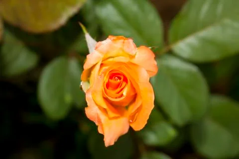 Orange rose Stock Photos
