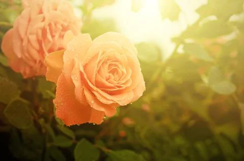 Orange rose 写真素材